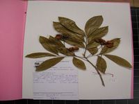 Herbarium sample